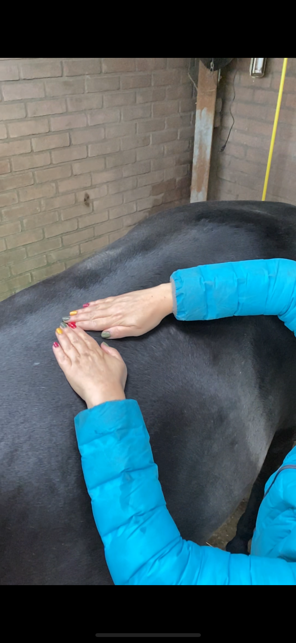 Equine Essential Touch Technique online training incl. olie - Afbeelding 3