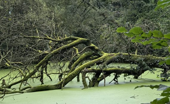 Omgevallen boom in vijver vol kroos. Teleurstelling