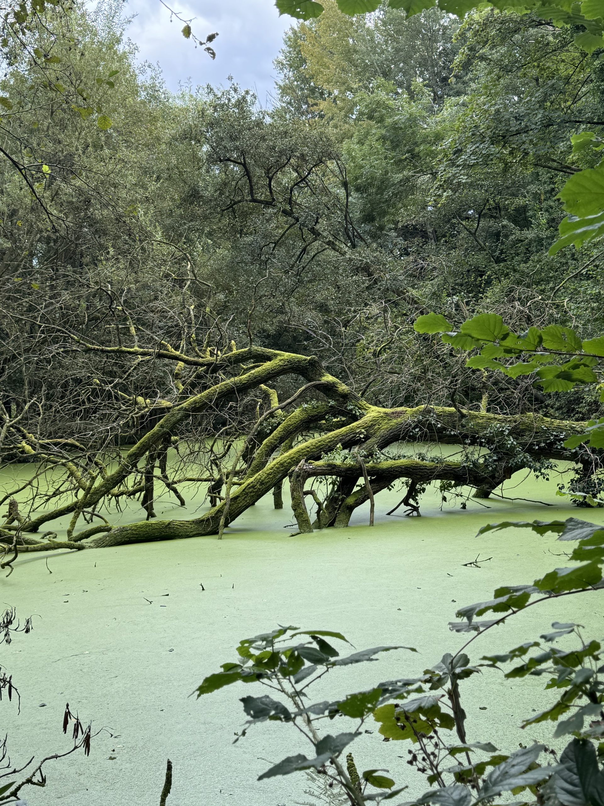 Omgevallen boom in vijver vol kroos. Teleurstelling