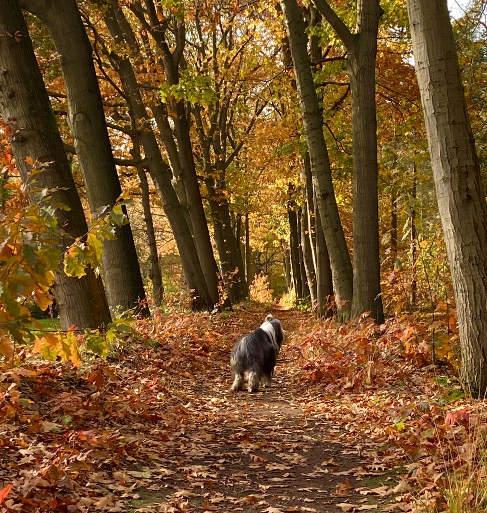 Herfstbos met hondje