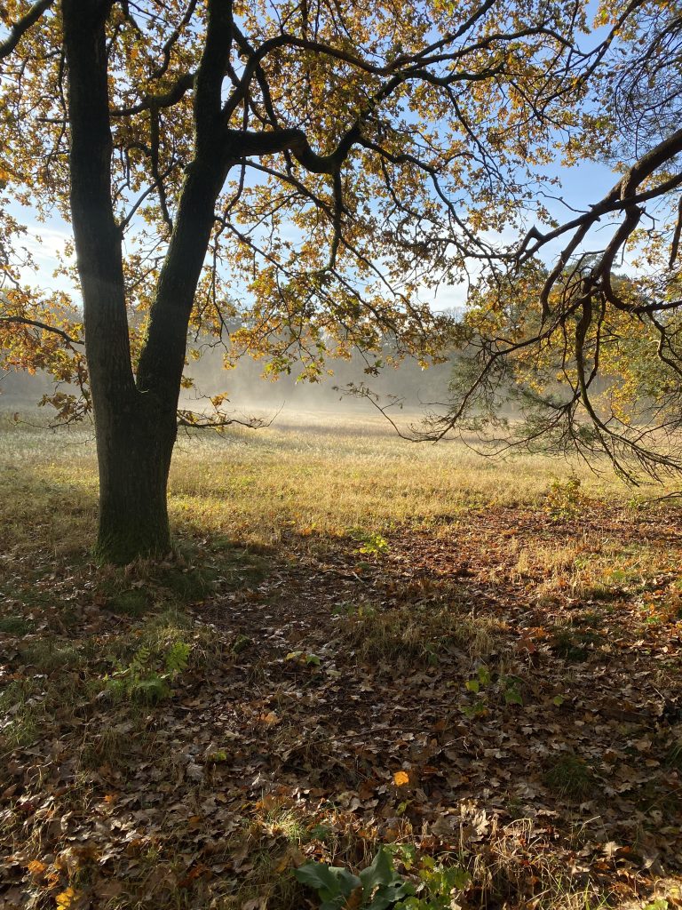 Bos met mist op de achergrond