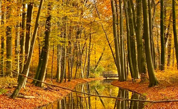 forest bathing herfstbos in oranje tinten met water
