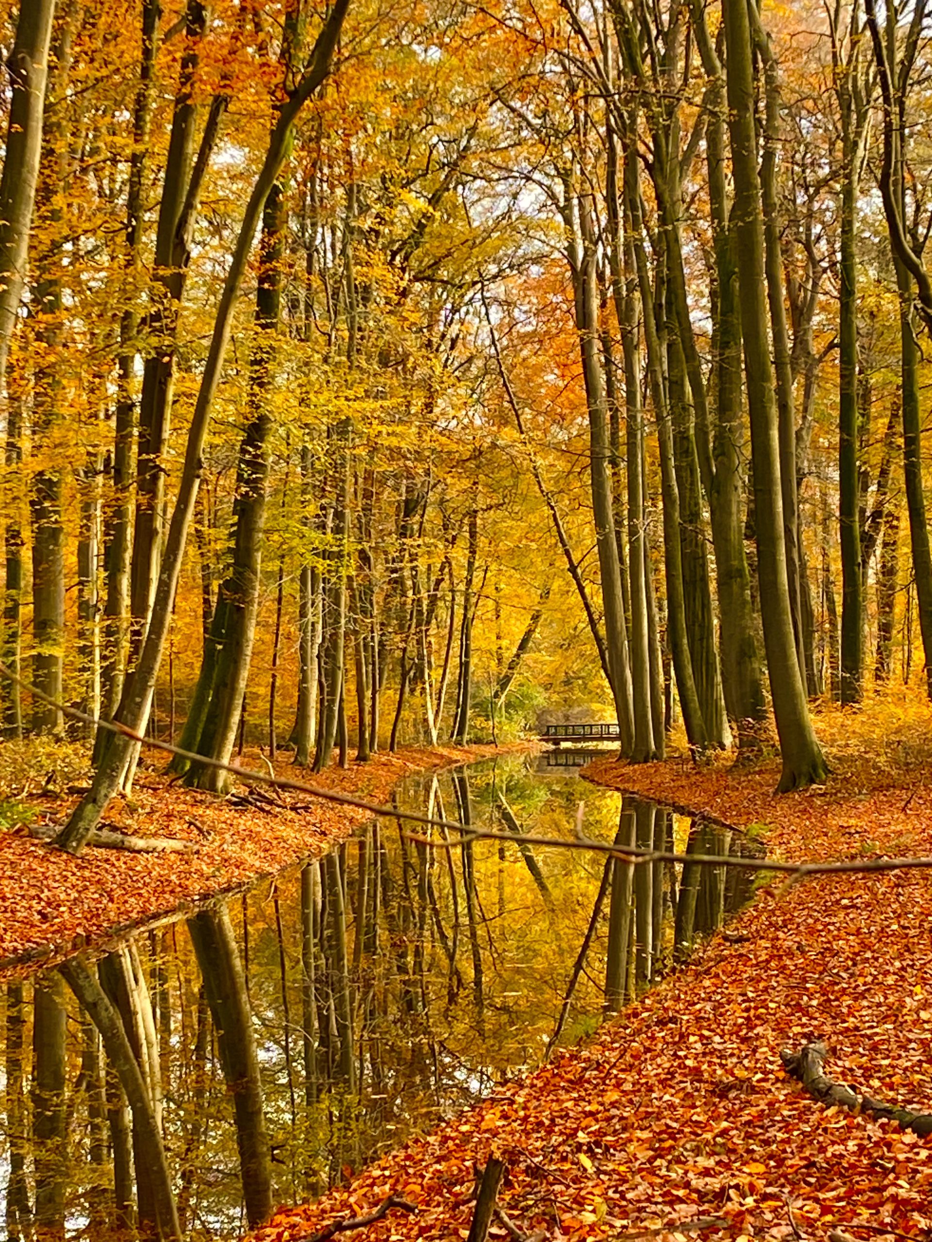 forest bathing herfstbos in oranje tinten met water
