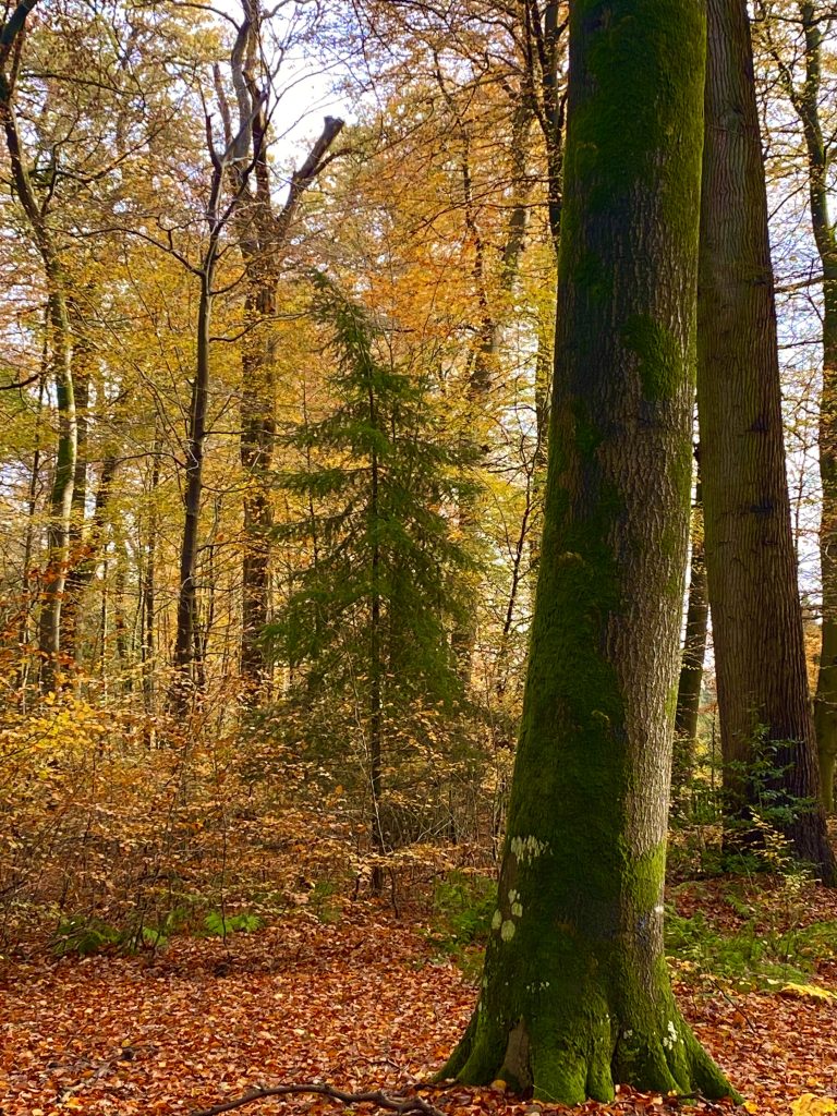 Forest bathing mindfulness herfstbos in groen en oranje tinten