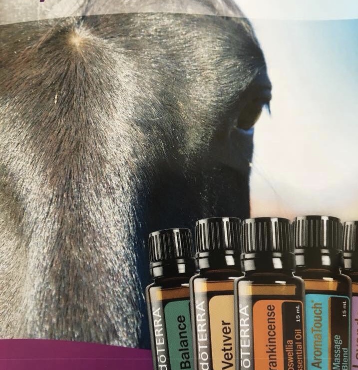 Equine Essential Touch Technique online training