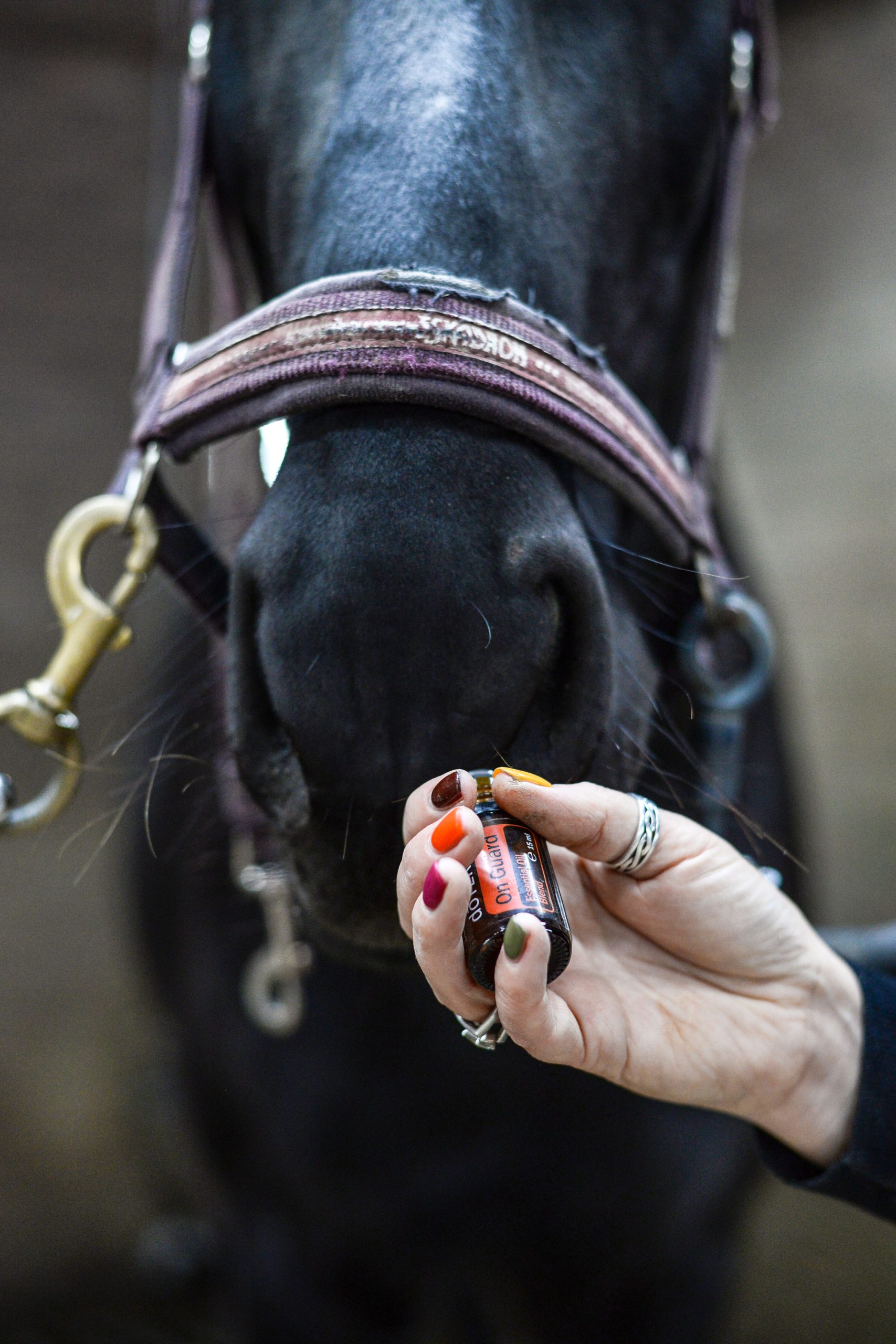 Aromatherapie voor paarden